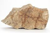 Dinosaur (Triceratops) Frill Shield Section - Montana #211100-1
